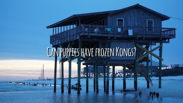 Can puppies have frozen Kongs?