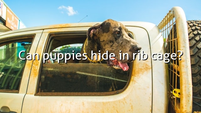 Can puppies hide in rib cage?
