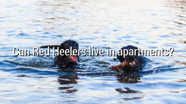 Can Red Heelers live in apartments?