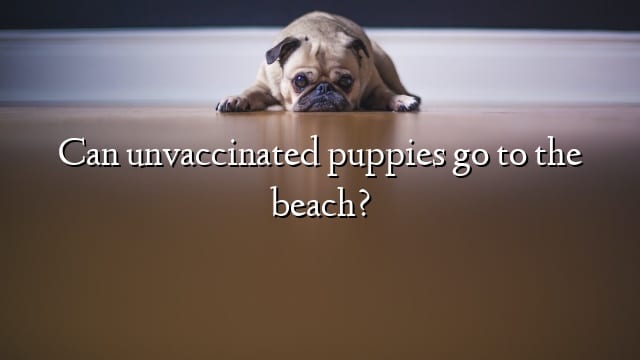 Can unvaccinated puppies go to the beach?