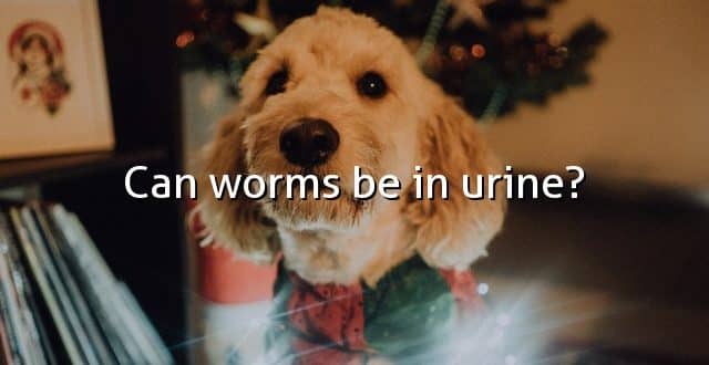 Can worms be in urine?