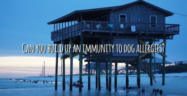 Can you build up an immunity to dog allergies?