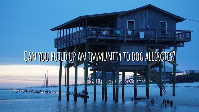 Can you build up an immunity to dog allergies?
