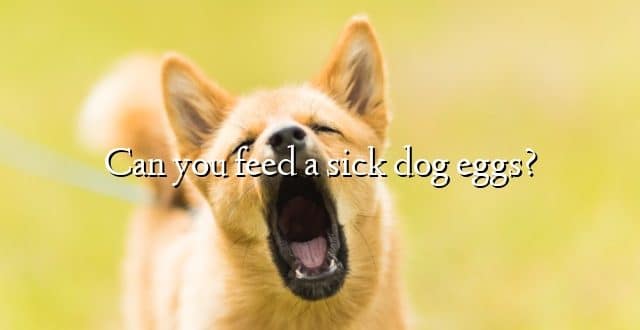 Can you feed a sick dog eggs?