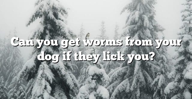 Can you get worms from your dog if they lick you?