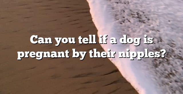 Can you tell if a dog is pregnant by their nipples?