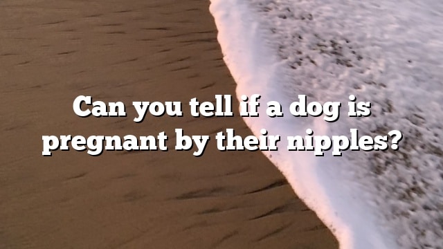 Can you tell if a dog is pregnant by their nipples?