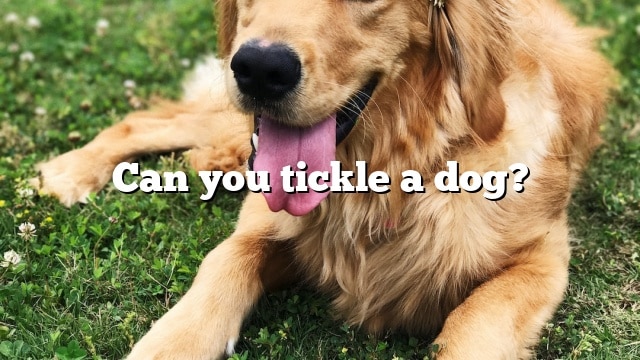 Can you tickle a dog?