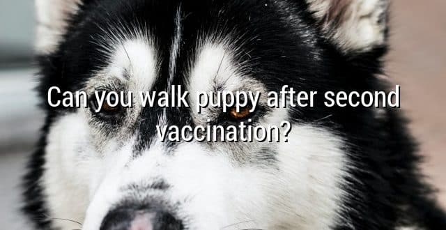 Can you walk puppy after second vaccination?