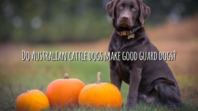 Do Australian cattle dogs make good guard dogs?