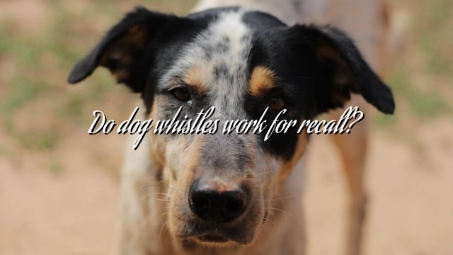 Do dog whistles work for recall?