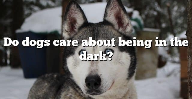Do dogs care about being in the dark?
