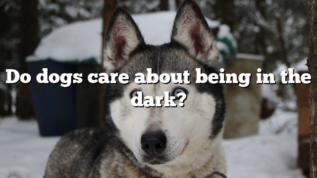 Do dogs care about being in the dark?