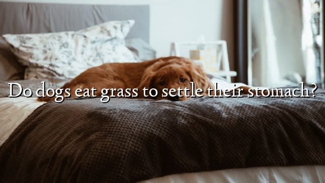 Do dogs eat grass to settle their stomach?