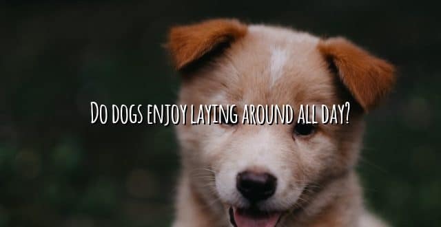 Do dogs enjoy laying around all day?