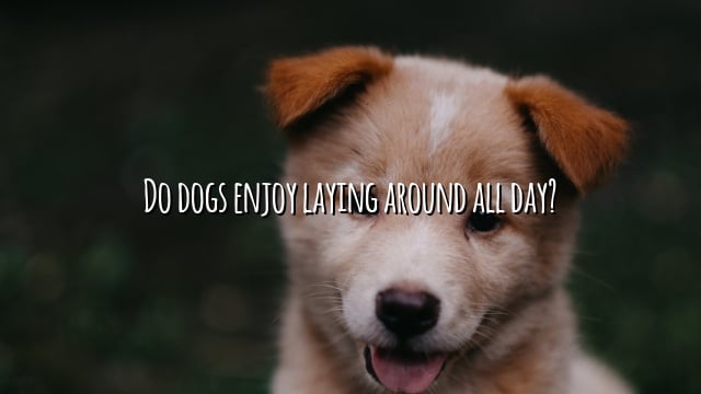 Do dogs enjoy laying around all day?