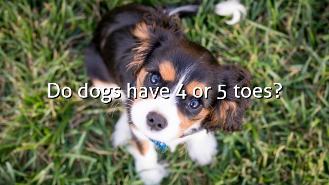 Do dogs have 4 or 5 toes?