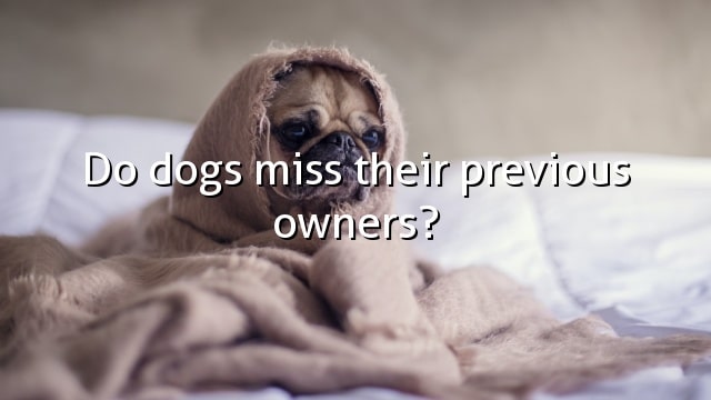 Do dogs miss their previous owners?