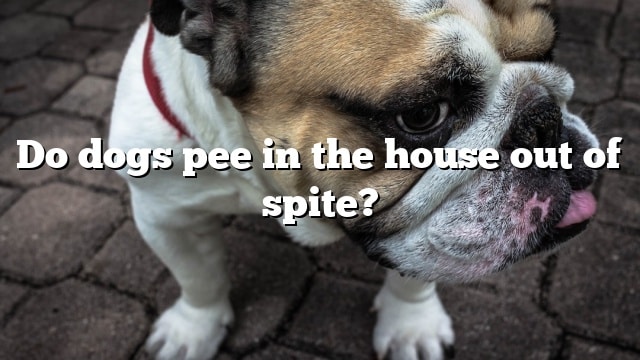 Do dogs pee in the house out of spite?