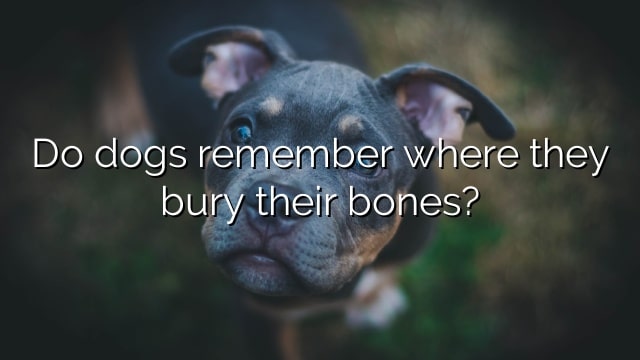 Do dogs remember where they bury their bones?