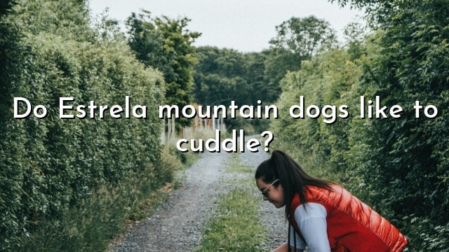 Do Estrela mountain dogs like to cuddle?