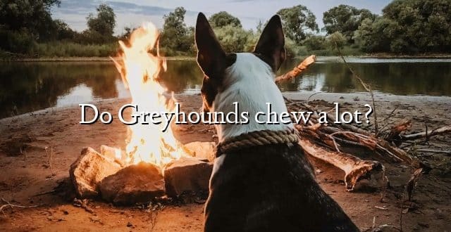 Do Greyhounds chew a lot?