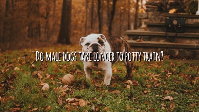 Do male dogs take longer to potty train?