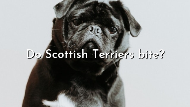 Do Scottish Terriers bite?
