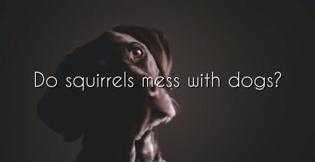 Do squirrels mess with dogs?