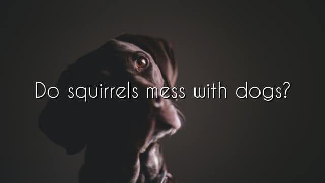 Do squirrels mess with dogs?