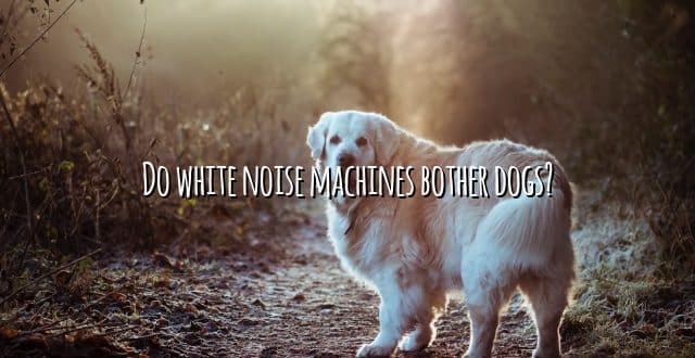 Do white noise machines bother dogs?