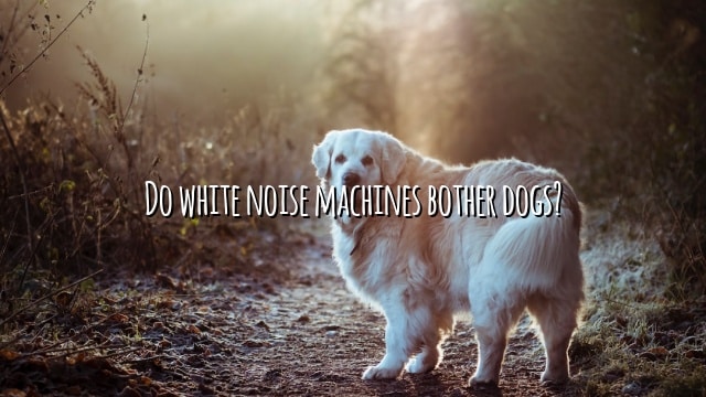 Do white noise machines bother dogs?