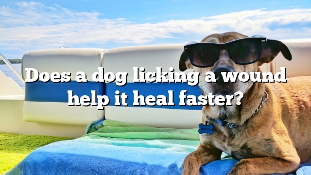 Does a dog licking a wound help it heal faster?
