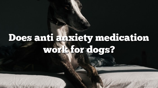 Does anti anxiety medication work for dogs?