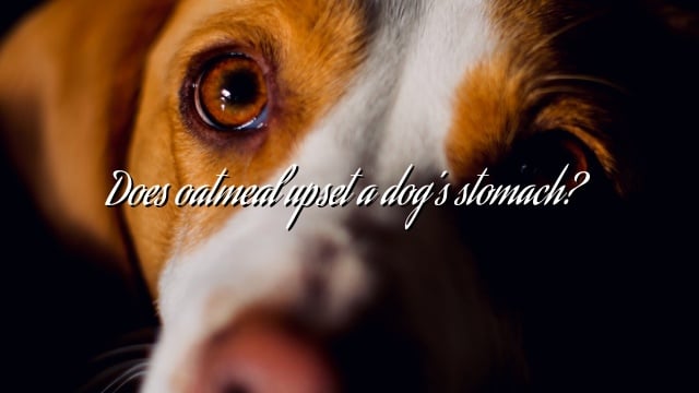 Does oatmeal upset a dog’s stomach?