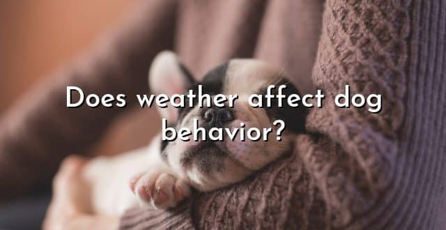 Does weather affect dog behavior?