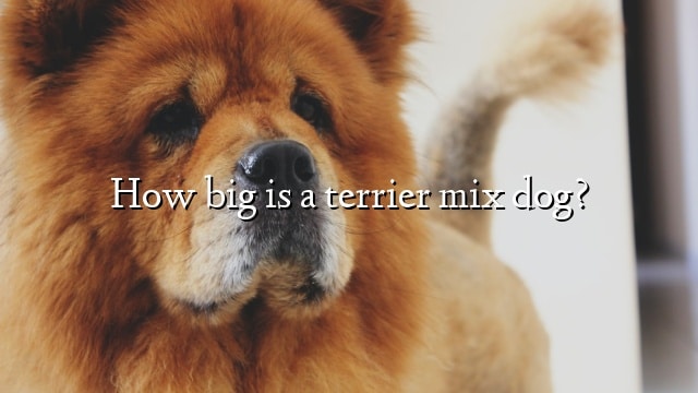 How big is a terrier mix dog?