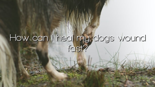 How can I heal my dogs wound fast?