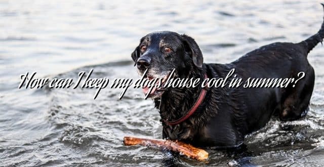 How can I keep my dogs house cool in summer?