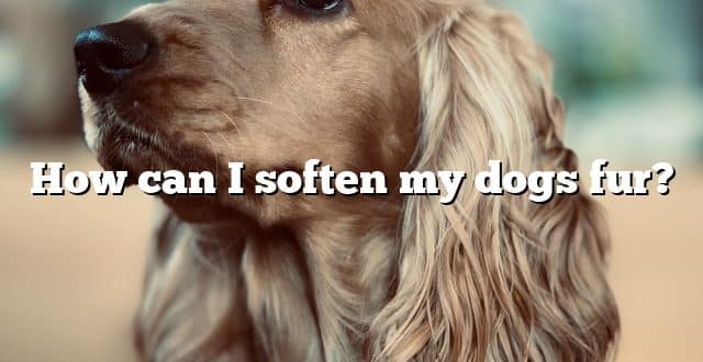 How can I soften my dogs fur?