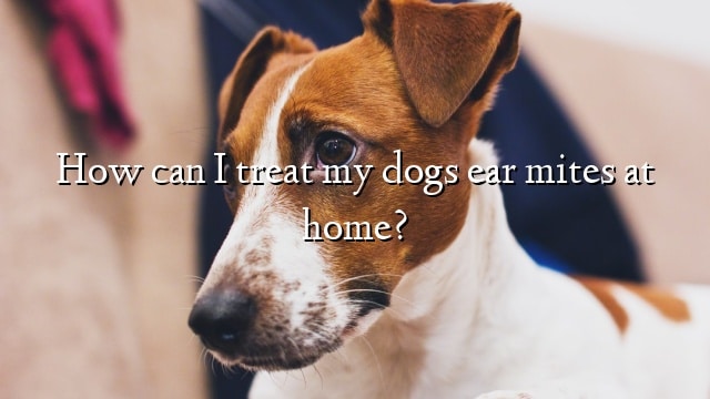 How can I treat my dogs ear mites at home?