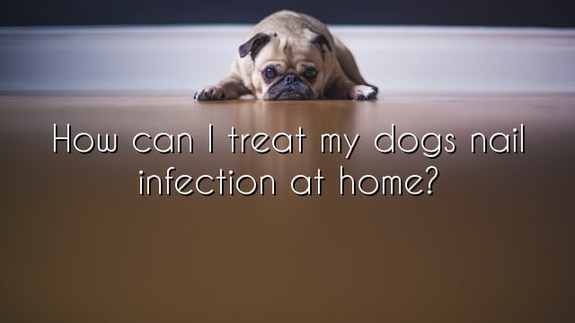 How can I treat my dogs nail infection at home?