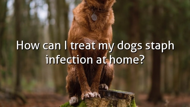 How can I treat my dogs staph infection at home?