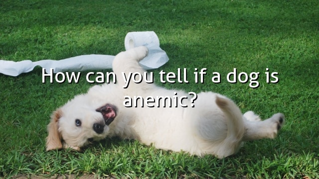 How can you tell if a dog is anemic?