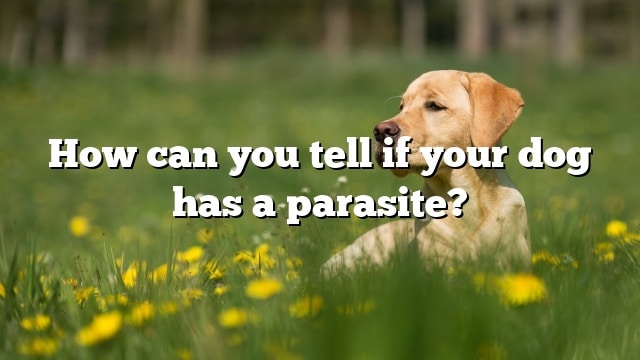 How can you tell if your dog has a parasite?
