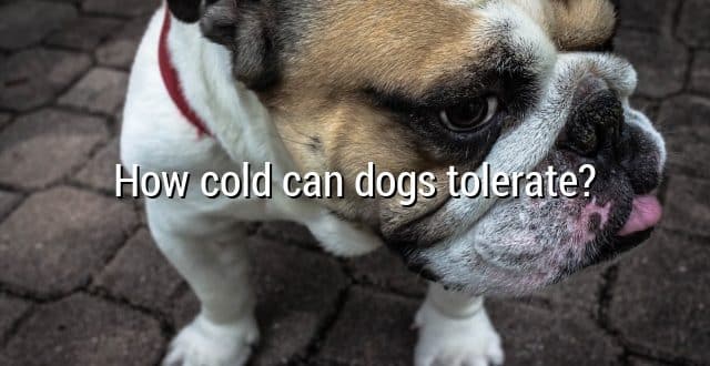How cold can dogs tolerate?