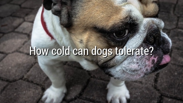 How cold can dogs tolerate?