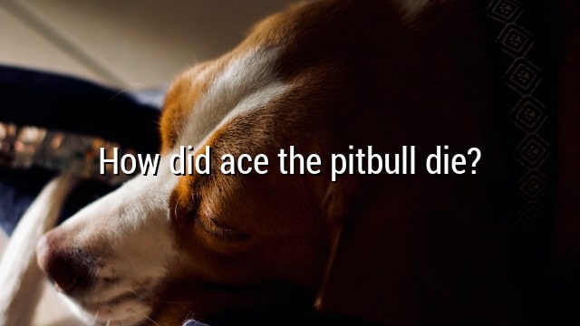 How did ace the pitbull die?