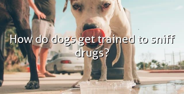 How do dogs get trained to sniff drugs?