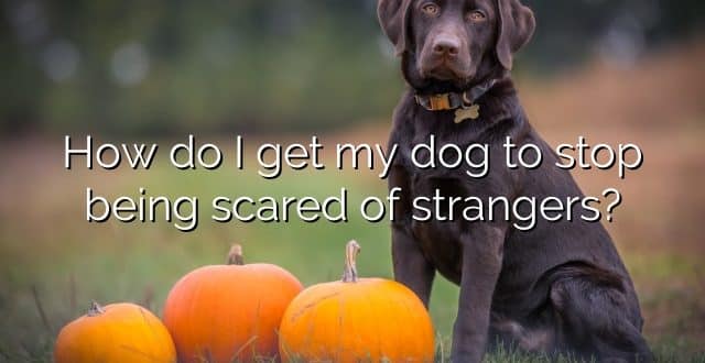 How do I get my dog to stop being scared of strangers?